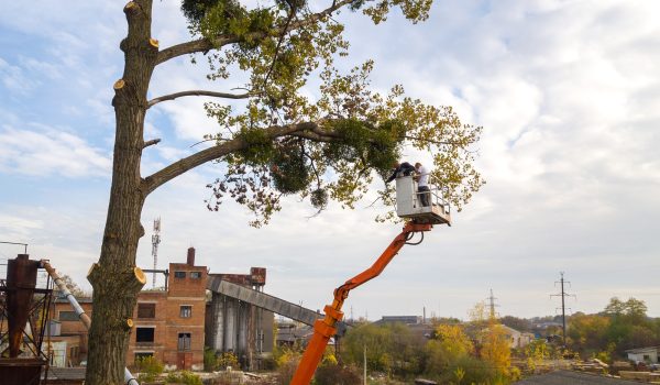 Two male service workers cutting down big tree branches with chainsaw from high chair lift platform